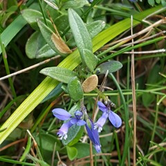 Polygala serpyllifolia