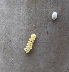 Harmonia axyridis