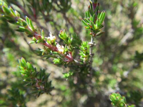 Image of Nenax acerosa by (c) douglaseustonbrown, some rights reserved (CC BY-SA)