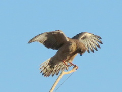 Melierax canorus argentior