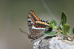 Charaxes jasius