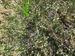 Thesium nigroperianthum