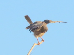 Melierax canorus argentior