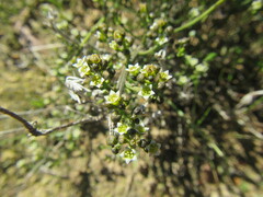 Thesium nigroperianthum