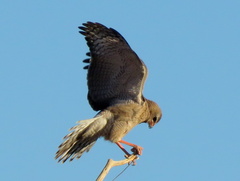 Melierax canorus argentior