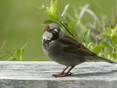 Passer domesticus domesticus