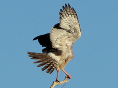 Melierax canorus argentior