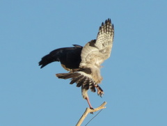 Melierax canorus argentior
