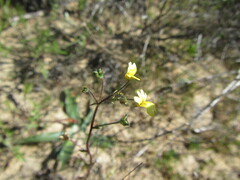 Nemesia gracilis