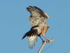 Melierax canorus argentior