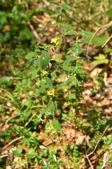 Hypericum hirsutum