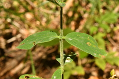 Hypericum hirsutum