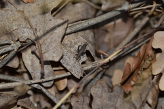 Arachnocephalus vestitus