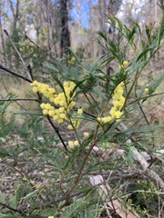 Acacia filicifolia