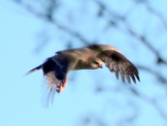 Melierax canorus argentior