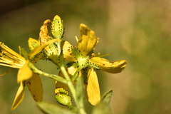 Hypericum hirsutum