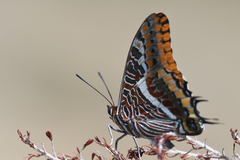 Charaxes jasius