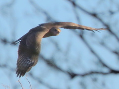 Melierax canorus argentior