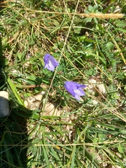 Campanula rotundifolia