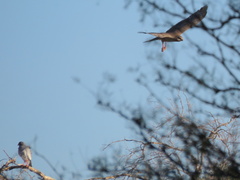 Melierax canorus argentior