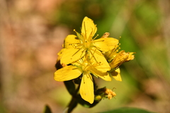 Hypericum hirsutum