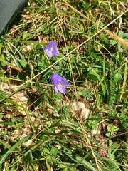 Campanula rotundifolia