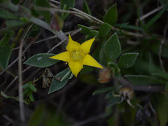 Aizoon rigidum