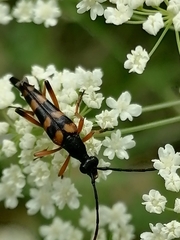 Strangalia attenuata