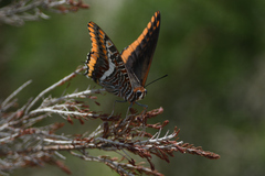 Charaxes jasius