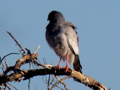 Melierax canorus argentior