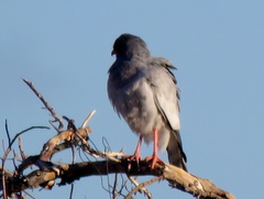 Melierax canorus argentior