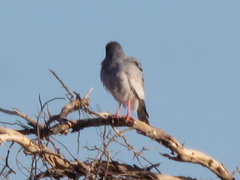 Melierax canorus argentior