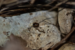 Glomeris pulchra