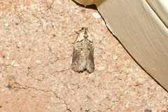 Cryptoptila immersana