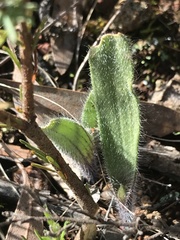 Caladenia actensis