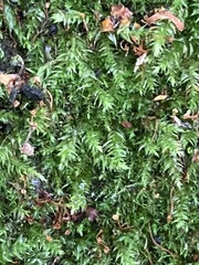 Brachythecium rutabulum