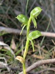 Pterostylis longifolia
