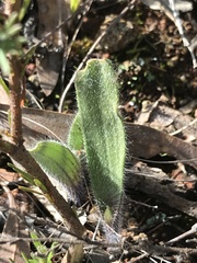 Caladenia actensis