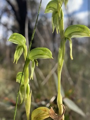 Pterostylis longifolia