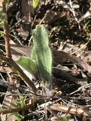 Caladenia actensis