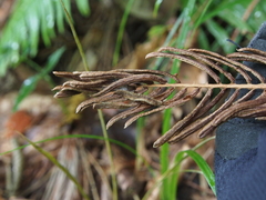 Struthiopteris niponica