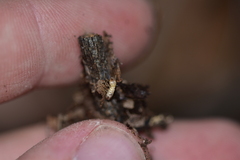 Reticulitermes urbis