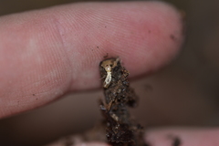 Reticulitermes urbis