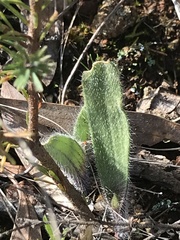 Caladenia actensis