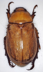 Rutelinae