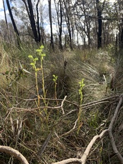 Pterostylis longifolia
