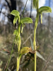 Pterostylis longifolia
