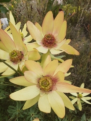 Leucadendron tinctum