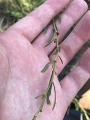 Daviesia leptophylla