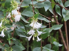 Abelia
